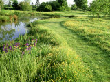 Large Wild Pond  Mown Grass Path Through Ranunculus (Buttercup) Meadow