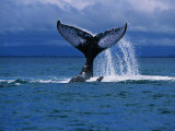 Humpback Whale  a Whale Tail Slapping  Sainte Marie Island  Indian Ocean