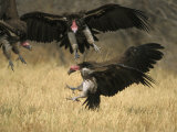 Lappet-Faced Vulture  Three in Air  Fighting Over Food  Botswana