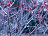 Ilex Verticillata (Black Alder  Winterberry) Winter Branches with Red Berries  December