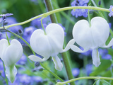 Dicentra Spectabilis Alba and Myosotis Sylvatica (Bleeding Hearts and Forget Me Not)  White Flower