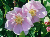 Rosa Woodsii (Species Rose)  Pale Pink Flower in Sunshine