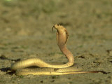 Cape Cobra  Yellow Form  Kalahari Gemsbok National Park  Sa