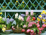 Hyacinth  Tulip  Squill  Daffodil and Azalea
