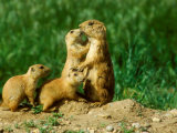 Black-Tailed Prairie Dogs  Female with Pups  Colorado
