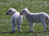 Young Lambs in Field of Daisies  Scotland