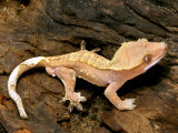 Crested Gecko