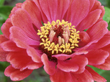 Zinnia Elegans (Zinnia)  Close-up of Red Flower