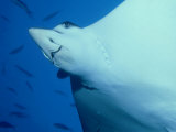 Spotted Eagle Ray  Maldives