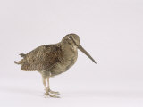 Woodcock  St Tiggywinkles  UK