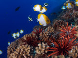 Slate Pencil Sea Urchins  with Fish  Hawaii