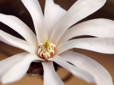 Magnolia X Loebneri Leonard Messel  Close-up of White Flower