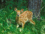 White-Tailed Deer  Fawn  USA
