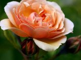 Rosa Sweet Juliet (Shrub Rose)  Close-up of Orange Flower with Buds