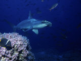Scalloped Hammerhead Shark  Swimming  Galapagos