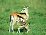 Thomsons Gazelle  with Baby  Kenya