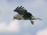 Buzzard in Flight  Wales  UK