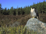 Peregrine Falcon  Adult Male on Rock Showing Moorland Habitat  Scotland