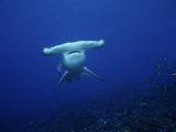 Scalloped Hammerhead Shark  Swimming  Galapagos