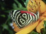 Butterfly  Feeding  Trinidad