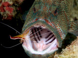 Coral Grouper  with Cleaner Shrimp  Malaysia