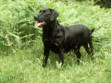 Black Labrador  Amongst Bracken in Spring UK