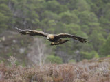 Golden Eagle  Adult in Flight  Scotland