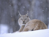 European Lynx  Female Resting in Falling Snow  Norway