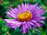 Aster Novae-Angliae  Close-up of Purple Flower
