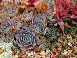 Sempervivum (Houseleek)  Close-up of Mixed Succulents