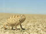 Namaqua Chameleon  Namib Desert  Nambia
