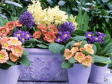 Hyacinthus Orientalis (Hyacinth) and Primula Polyantha (Polyanthus) in Container and in Pots