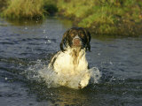 Springer Spaniel  Scotland