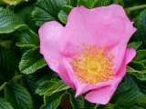 Rosa Frau Dogmar Hastrup (Rugosa Rose)  Close-up of Pink Flower