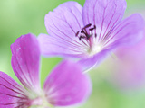 Geranium "Blue Sunrise " Close-up of Purple Flower
