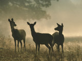 Red Deer Hinds