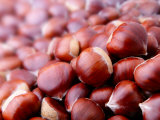 Castanea Sativa (Sweet Chestnut)  Close-up of Nuts