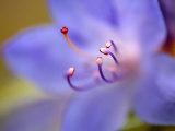 Rhododendron Russautinii  Close-up of Flower  March