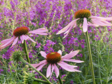 Echinacea Purpurea Magnus and Lythrum Virgatum (Purple Conflower and European Wand Loosestrife)