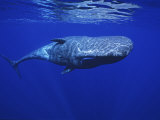Sperm Whale  Under Surface  Azores  Portugal
