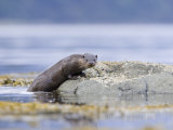 European Otter  Juvenile Climbing out of the Water onto a Rock  Scotland
