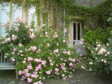 Rosa  Pink Flowers Divided by a Path and Wooden Door and Spreading Over a Bench  Worcester