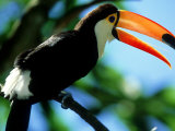 Toco Toucan  Iguacu National Park  Brazil