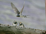 Swallow  Adult Flying with Chicks Perched  Scotland