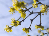 Hamamelis Mollis (Witch Hazel)