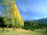 Autumn Colours (Poplars) in Sierra De Cazorla  Spain