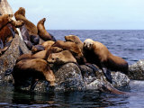 California Sea Lions  Monterey California  USA