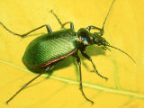Caterpillar Hunter Beetle