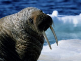 Walrus  Sunbathing  Nunavut  Canada