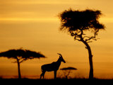 Topi at Sunrise  Kenya